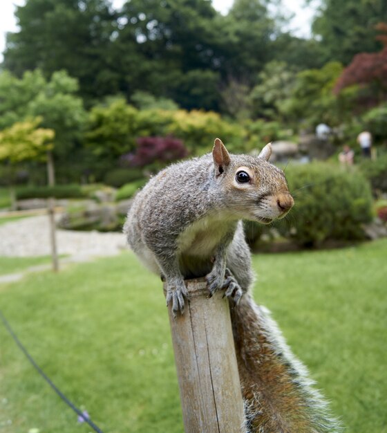 Foto de foco seletivo de um esquilo na tora do jardim