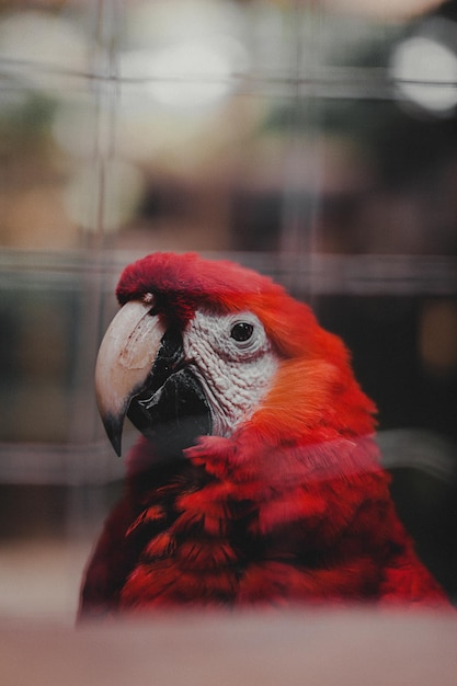 Foto de foco seletivo de um lindo papagaio vermelho com marcas amarelas e azuis