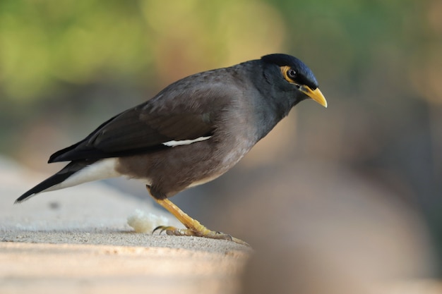 Foto de foco seletivo de um pássaro myna empoleirado ao ar livre