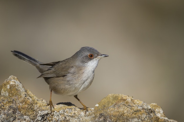 Foto de foco seletivo de um pequeno pássaro marrom sentado na borda de uma pedra desgastada