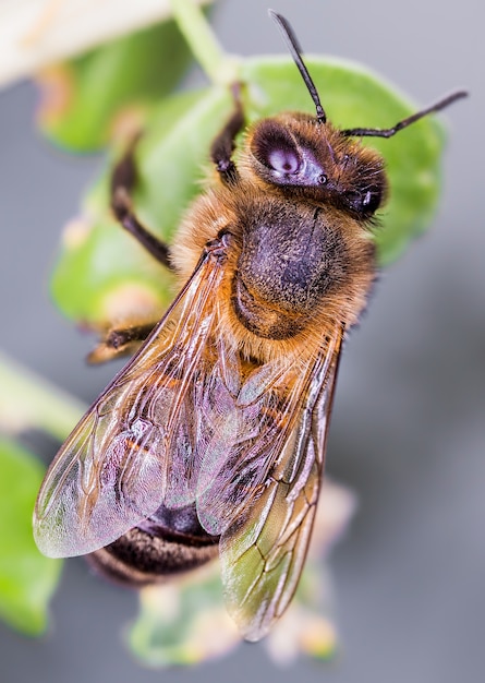 Foto de foco seletivo de uma abelha sentada em um galho