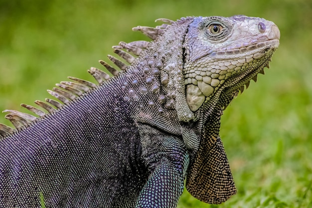 Foto de foco seletivo de uma grande iguana