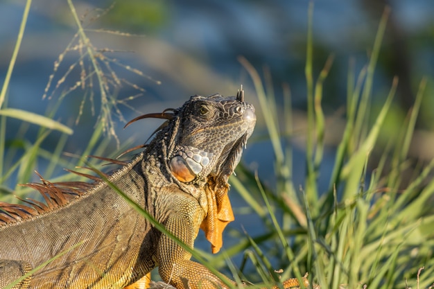 Foto de foco seletivo de uma iguana em uma pastagem