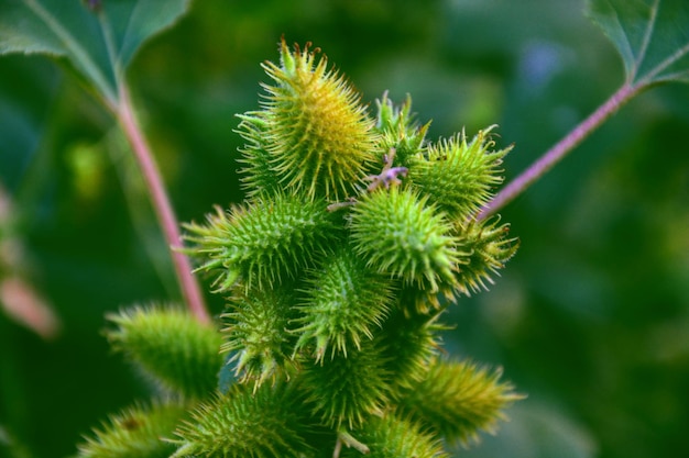 Foto de foco seletivo de uma planta de joio áspero