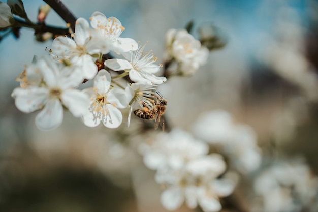 Foto de foco seletivo de uma vespa em uma flor de cerejeira