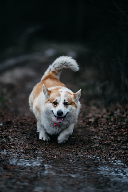 Foto de foco seletivo de welsh corgi pembroke caminhando na floresta