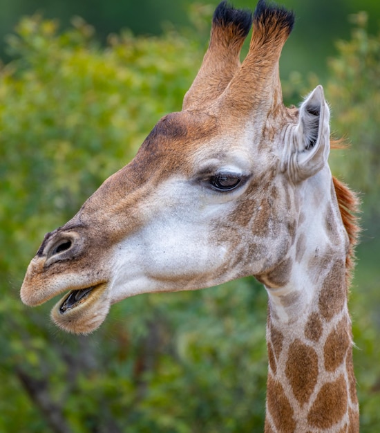 Foto de foco seletivo vertical de uma girafa com árvores na superfície