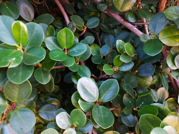 Foto foto de folha e flor para fundo natural