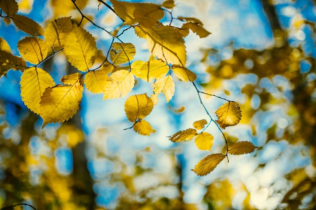 Foto de folhas de outono em fundo desfocado