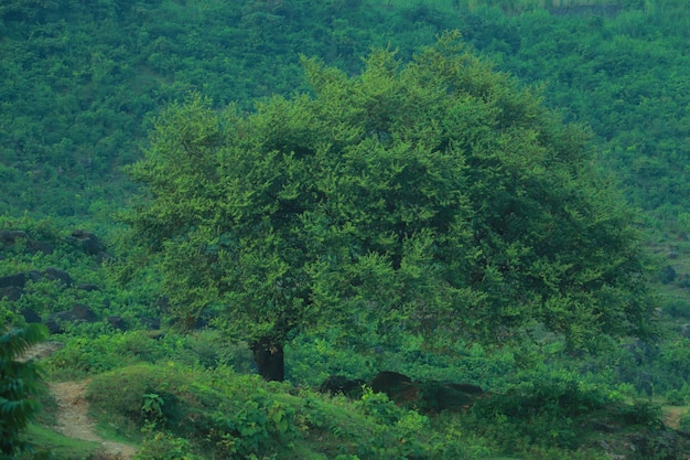 Foto de fotografia natural incrível