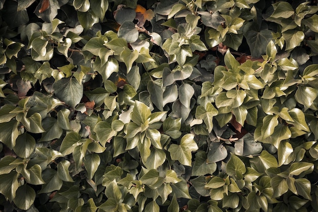 Foto de fundo de textura de folhas verdes com bom padrão. Fundo natural orgânico.