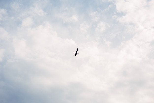 Foto de gaivota no céu com nuvens