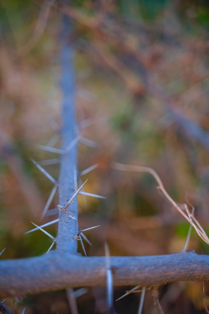 Foto de galhos de plantas com espinhos afiados