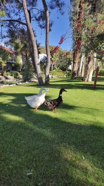 foto de gansos correndo na grama