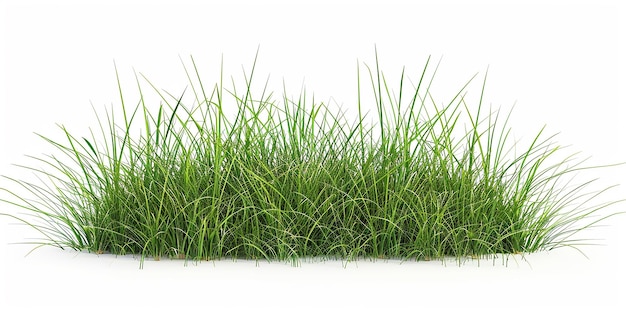 Foto de grama isolada em fundo branco