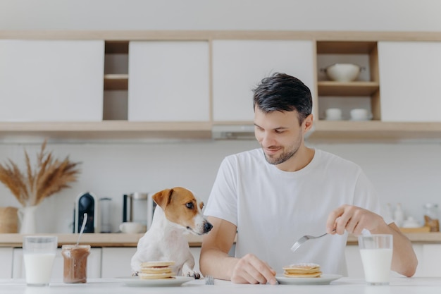 Foto de homem feliz come panquecas saborosas com garfo, bebe leite de vidro, usa camiseta branca, seu cachorro jack russell terrier posa perto, tem um delicioso café da manhã junto com o anfitrião, fundo de cozinha