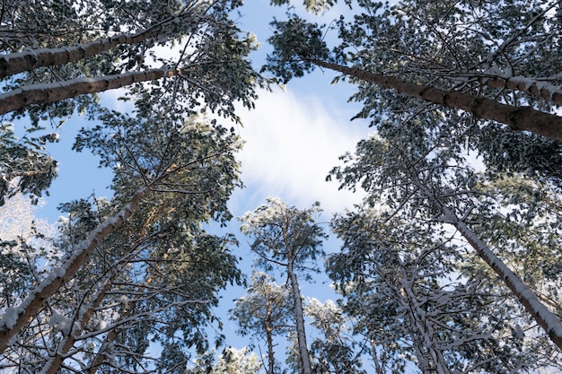 Foto de inverno do céu azul, rodeada pelas copas das árvores