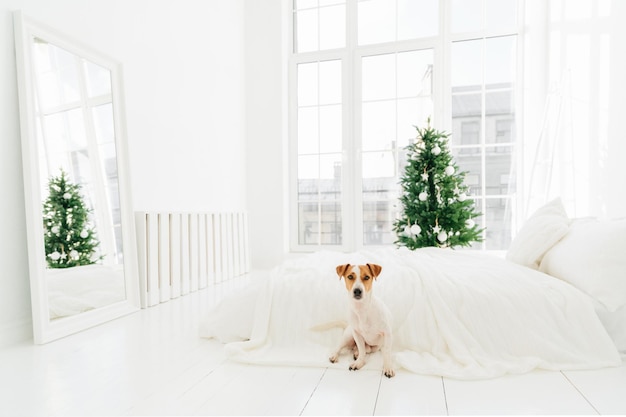 Foto de jack russell terrier cachorro posa no chão perto da cama aproveita o Natal decorado árvore de abeto verde fica perto de janela grande A cor branca prevalece