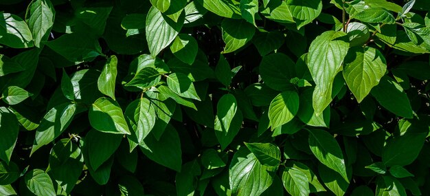 foto de lindas plantas