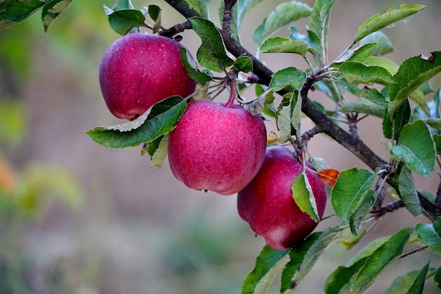foto de maçãs maduras no pomar prontas para a colheita Foto matinal