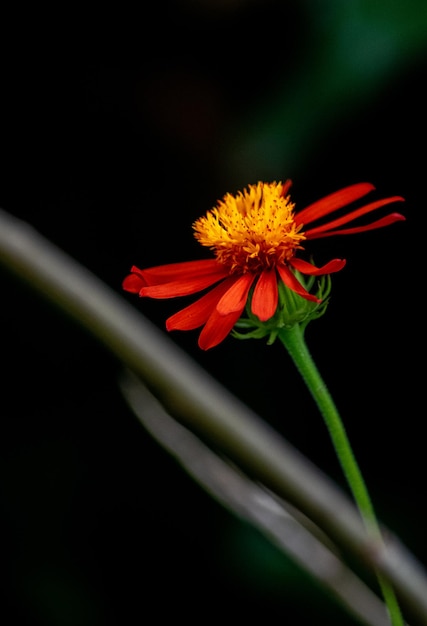 Foto de margaridas vermelhas no jardim