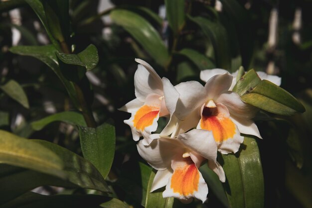 foto de orquídea no jardim