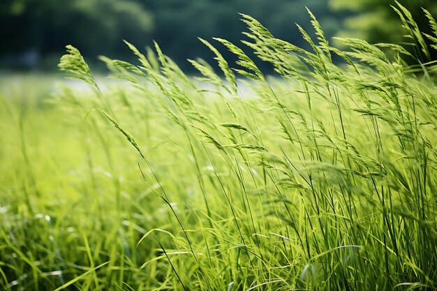 Foto de Padrões em um campo de natureza de grama selvagem de fundo