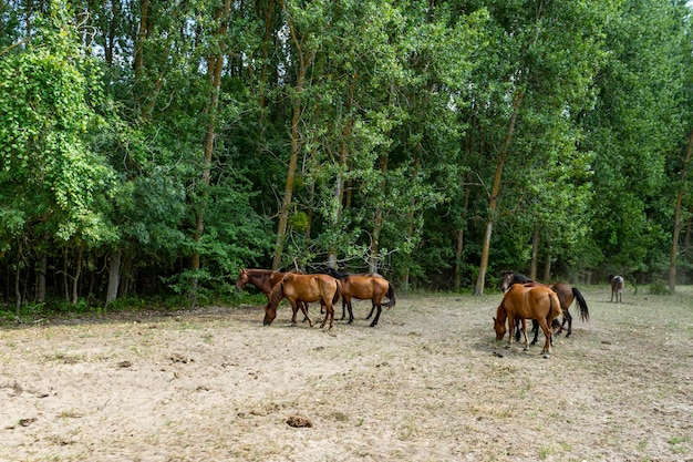 Foto de paisagem de cavalos selvagens na Floresta Caraorman, Delta do Danúbio, Romênia, dia de verão, 2021