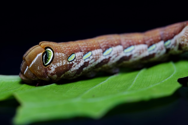 Foto de Papilio demoleus malayanus Wall