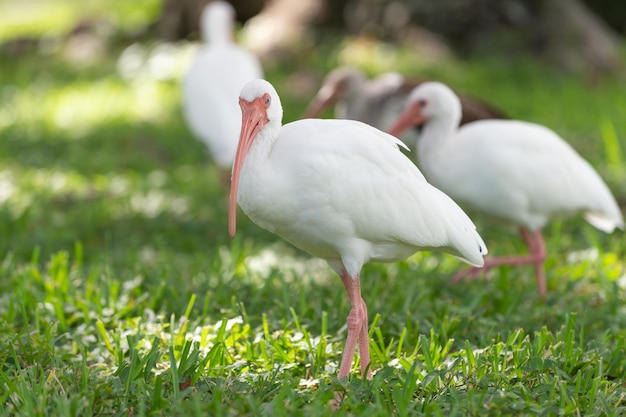 foto de pássaro ibis selvagem pássaro ibis ao ar livre pássaro ibis na vida selvagem pássaro ibis na natureza