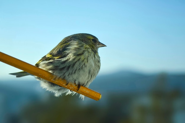 foto de pássaro siskin