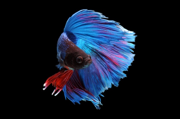 Foto de peixe betta em fundo preto