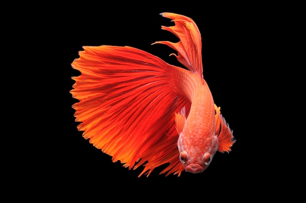 Foto de peixe betta em fundo preto