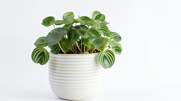 Foto de Peperomia em vaso minimalista como planta de casa para decoração de casa