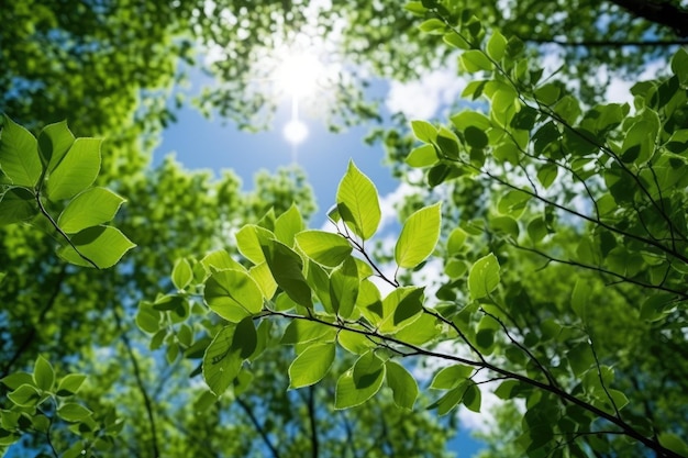 foto de pequenas folhas de céu azul no início do verão IA generativa