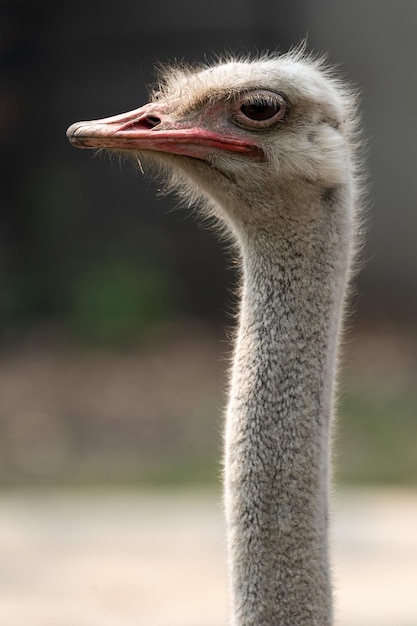 Foto de perfil de um avestruz descansando no zoológico