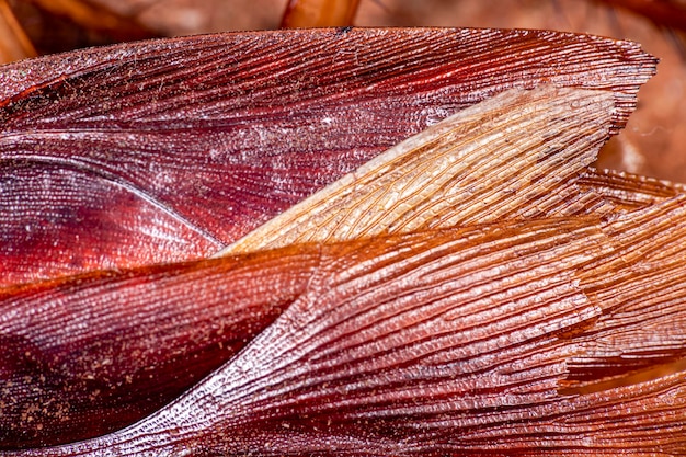 Foto de perto das asas de uma barata (periplaneta americana). eles transmitem bactérias, fungos, protozoários, vermes e vírus aos humanos. praga urbana, doméstica. textura. fundo.