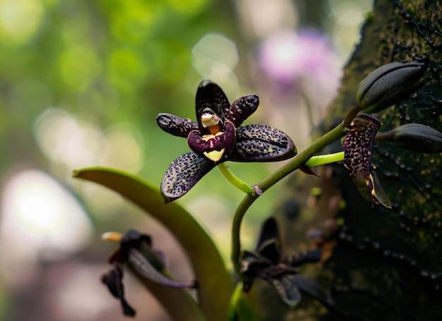 Foto foto de perto de uma pequena orquídea preta