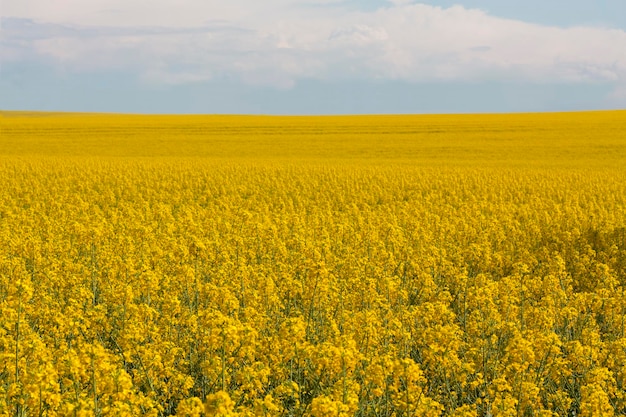 foto de planta de canola campo de estupro