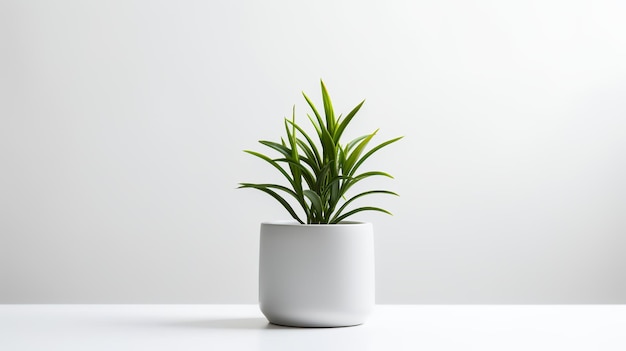 Foto de planta ornamental em vaso branco como planta de casa para decoração de casa em fundo branco