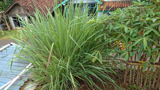 Foto de plantas de capim-limão que parecem densas e exuberantes plantadas na frente da casa