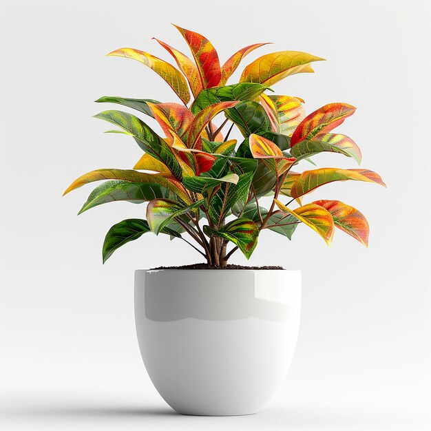 Foto foto de plantas de interior croton codiaeum variegatum em uma panela branca em fundo branco isolado