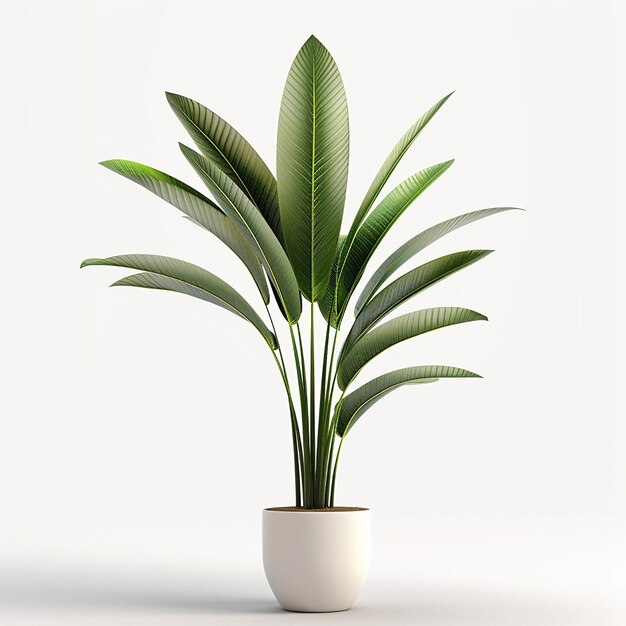 Foto de plantas de interior em fundo branco isolado