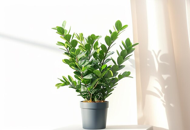 Foto de plantas de interior em fundo branco isolado