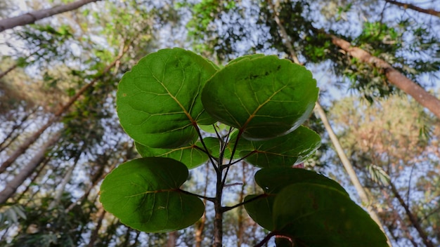 Foto de plantas selvagens prosperando em uma floresta de pinheiros