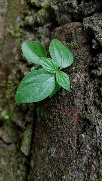 Foto foto de plantas verdes e flores no quintal