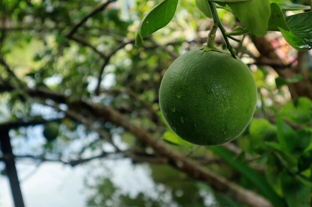 Foto foto de pomelo