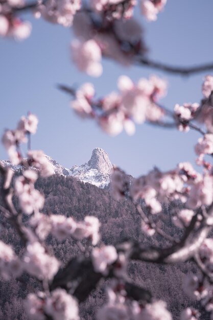 Foto foto de primavera da montanha pierre avoi emoldurada por árvores de abacaxi em flor