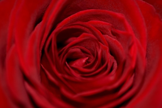 Foto de quadro completo de rosa vermelha
