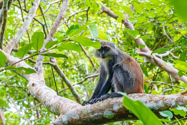 Macaco sagui brincando nos galhos das árvores